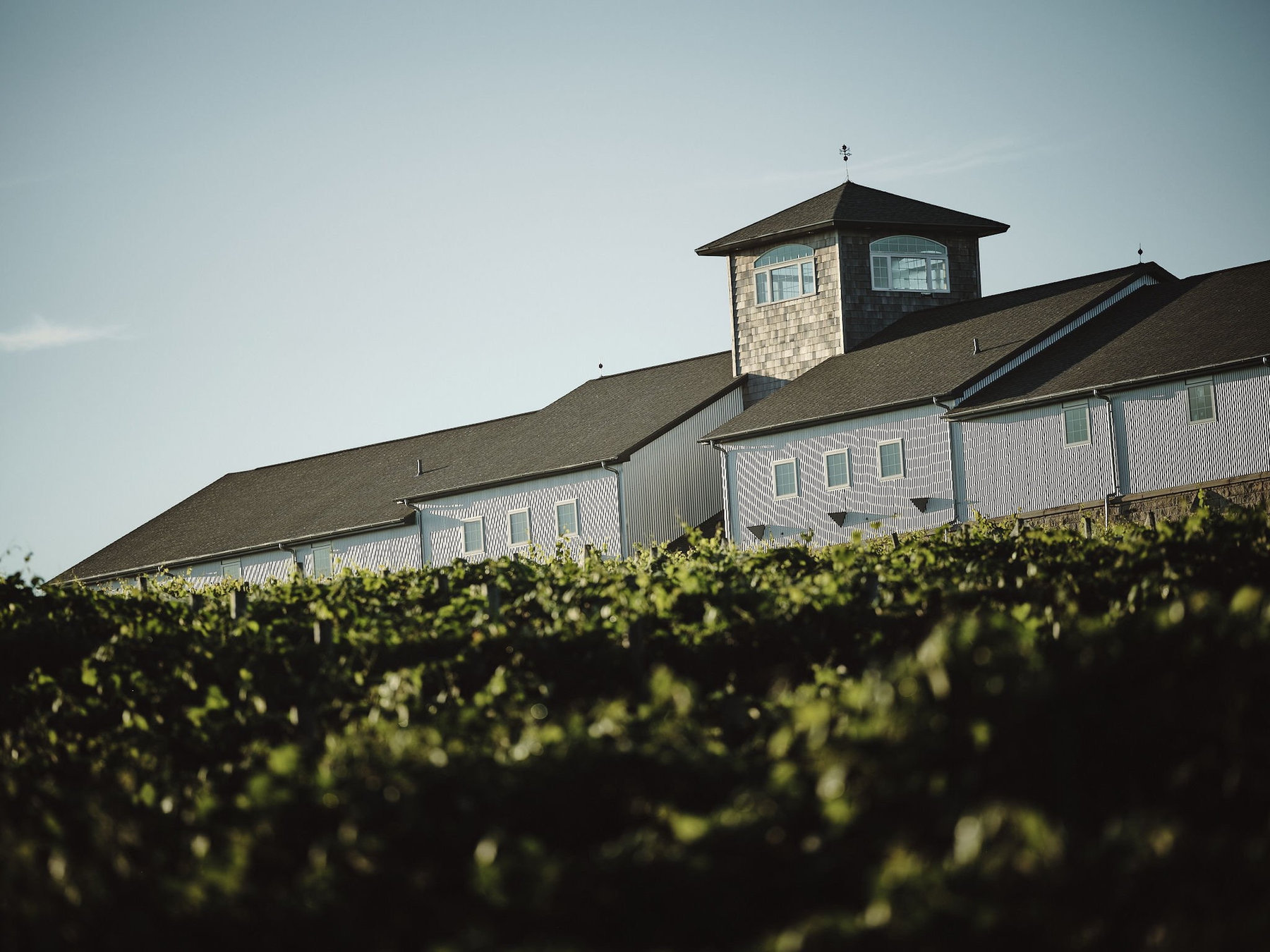 The Glacial Till winery behind a row of grapevines